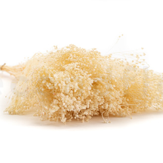 Broom Preserved - Meringue