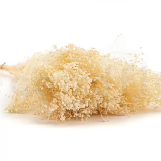 Preserved Broom Meringue