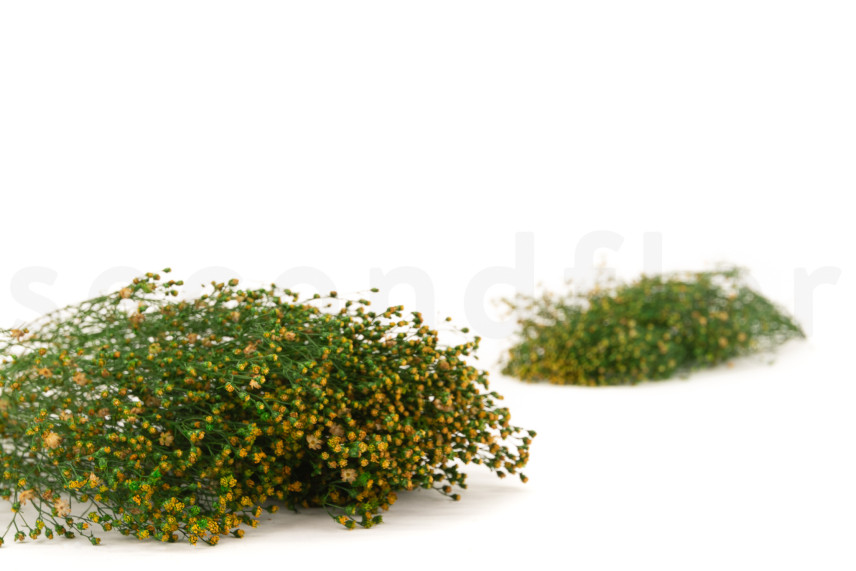 Stabilized Broom flower - Green