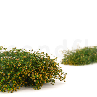 Preserved Broom flower - Green
