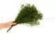 Broom preservado Verde y Amarillo 3