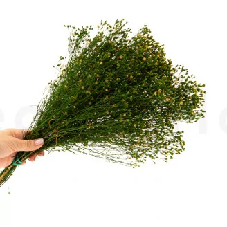 Preserved Broom Green and Yellow
