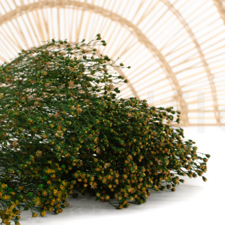 Stabilized Broom flower - Green