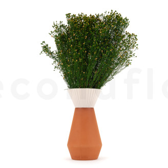 Stabilized Broom flower - Green