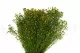 Broom stabilizzato Verde e Giallo 6