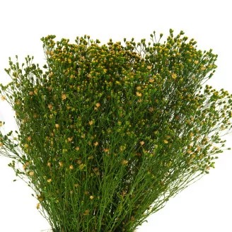 Preserved Broom Green and Yellow