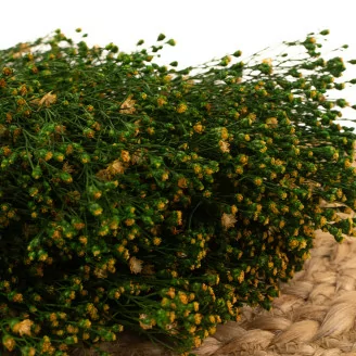 Preserved Broom Green and Yellow