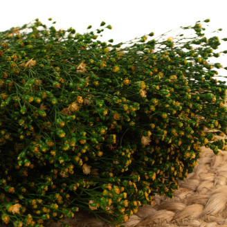 Stabilized Broom flower - Green