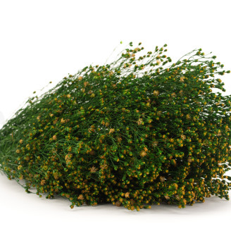 Stabilized Broom flower - Green