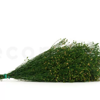 Preserved Broom Green and Yellow