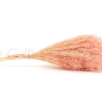 Broom Preserved - Pastel Pink
