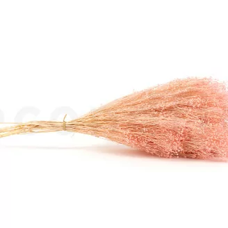 Broom stabilis&eacute; Rose Pastel