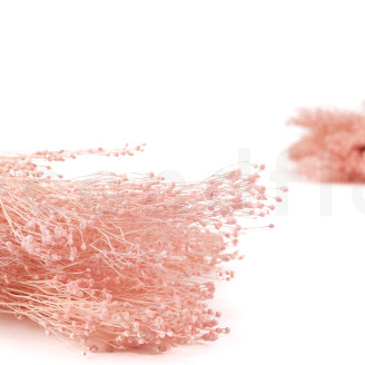 Broom préservé - Rose Pastel