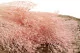Broom stabilizzato Rosa Pastello 5