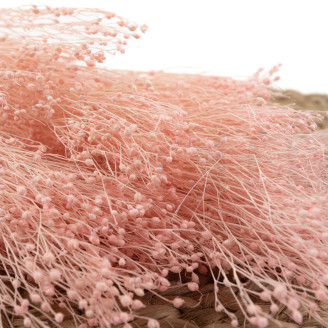 Broom Preserved - Pastel Pink