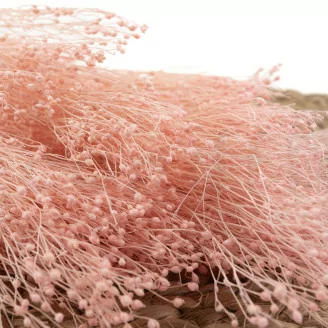 Broom stabilis&eacute; Rose Pastel