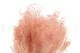 Broom stabilis&eacute; Rose Pastel 7