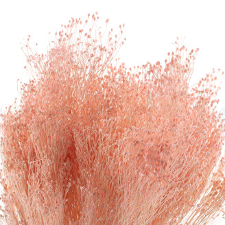 Broom Preserved - Pastel Pink