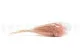 Broom stabilis&eacute; Rose Pastel 3