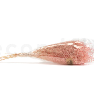 Broom Preserved - Pastel Pink