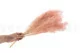 Broom stabilis&eacute; Rose Pastel 6
