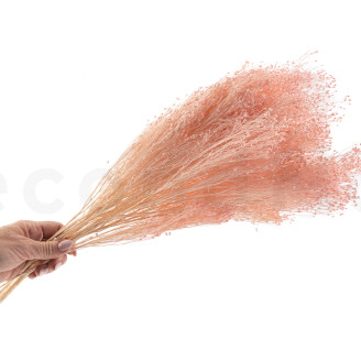 Broom préservé - Rose Pastel