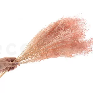Broom stabilis&eacute; Rose Pastel