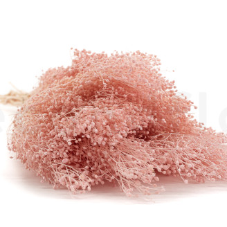 Broom Preserved - Pastel Pink