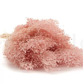 Broom stabilis&eacute; Rose Pastel