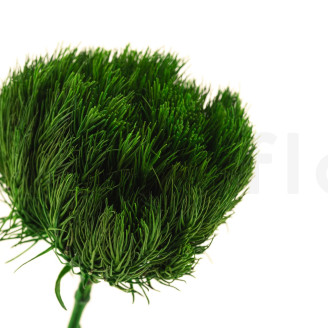 Green Wicky avec tige stabilisé - 1 Unité - Vert