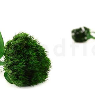 Green Wicky avec tige stabilisé - 1 Unité - Vert