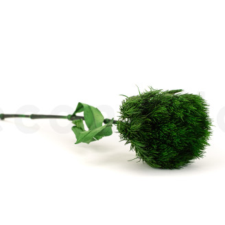 Green Wicky avec tige stabilisé - 1 Unité - Vert