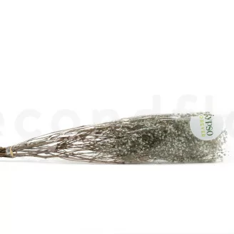 Preserved Gypsophila Pastel Blue