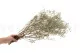 Preserved Gypsophila Pastel Blue 3