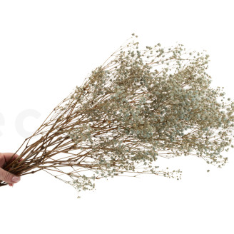 Gypsophila Stabilizzata - Pastel Blue