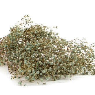 Gipsofila Preservada - Pastel Blue