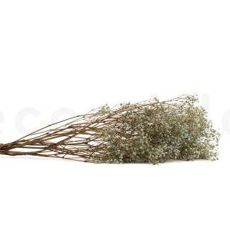 Gypsophile Stabilisé - Pastel Blue