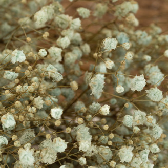 Gypsophila Stabilized - Pastel Blue