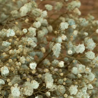 Preserved Gypsophila Pastel Blue