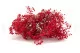 Gypsophile stabilis&eacute; Rouge 4