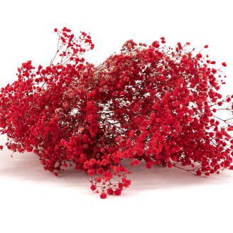 Gipsofila Preservada - Roja