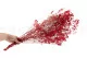 Gypsophile stabilis&eacute; Rouge 3