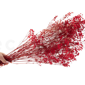 Gypsophila Preservata - Rosso