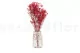 Gypsophile stabilis&eacute; Rouge 8
