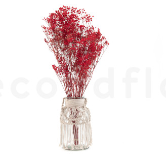 Gypsophila Preservata - Rosso