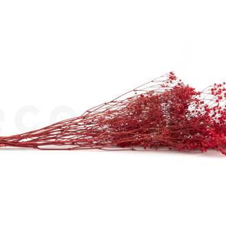 Gypsophila Preservata - Rosso