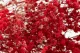 Gypsophile stabilis&eacute; Rouge 2