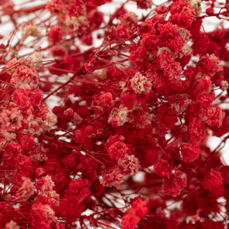 Gypsophila Preserved - Red