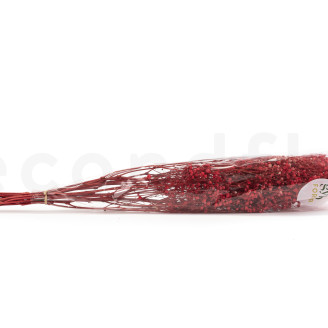 Gypsophila Preservata - Rosso