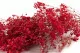 Gypsophile stabilis&eacute; Rouge 7